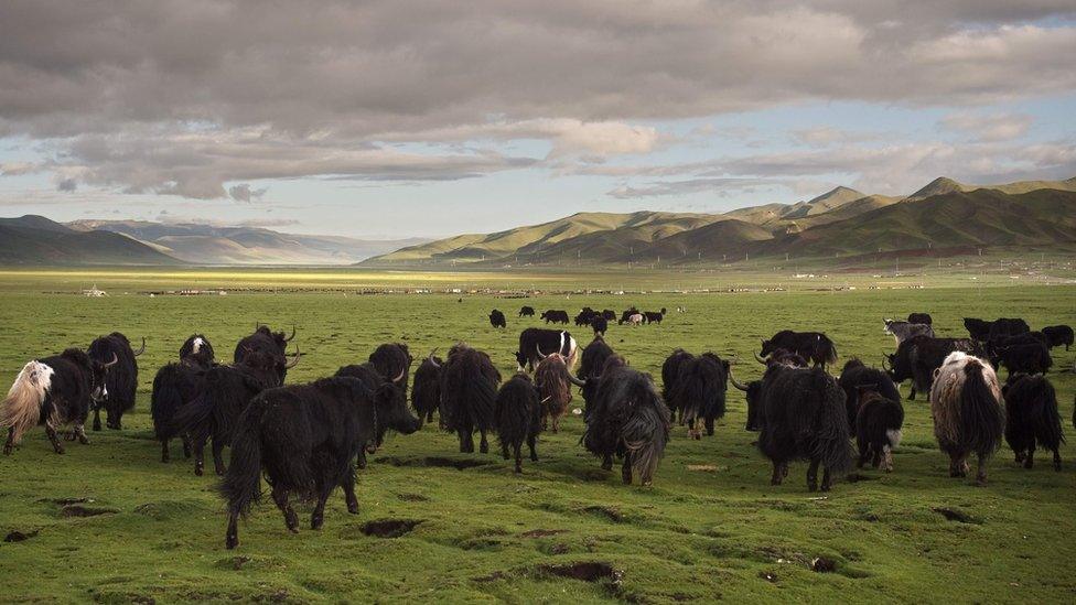 Yaks walk on the grasslands of the Tibetan Plateau in the Yushu Tibetan Autonomous Prefecture of Qinghai Province. Picture taken on 25 July 2016,