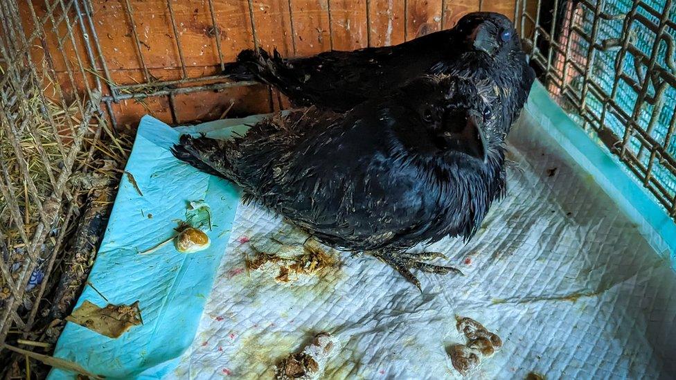 two black birds in a small cage