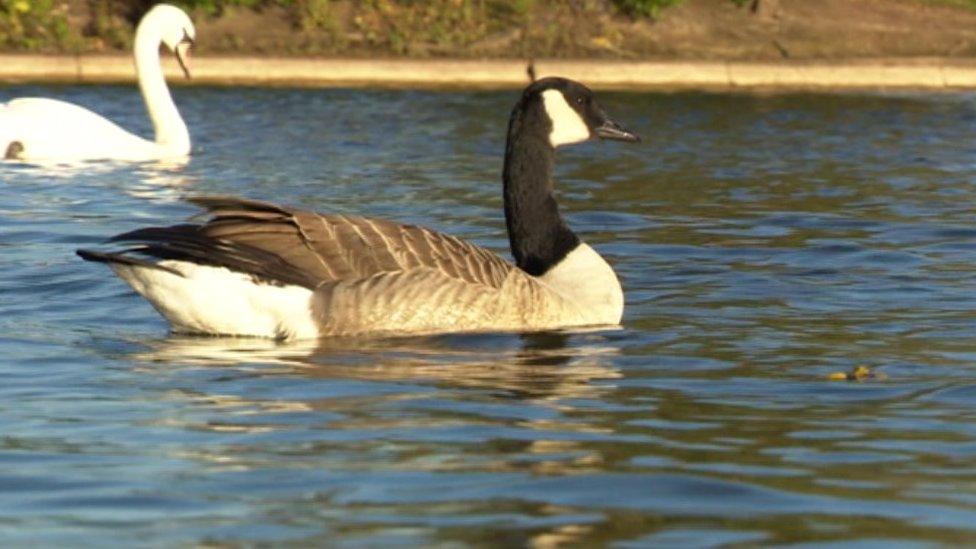 Birds on the water at Cleethorpes Boating Lake