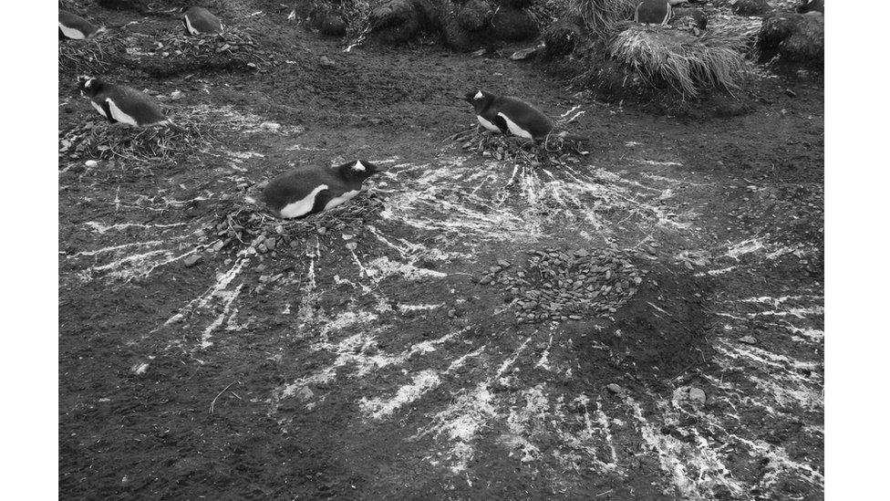 Gentoo penguins nesting