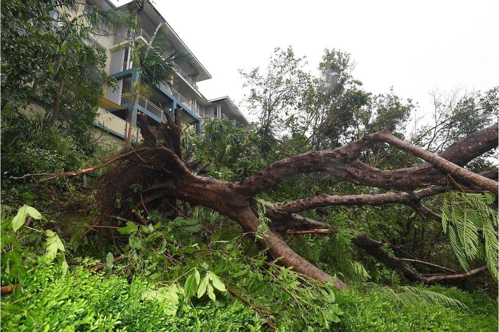 A fallen palm tree lies next to a building at Airlie Beach, Queensland, Australia, 28 March 2017