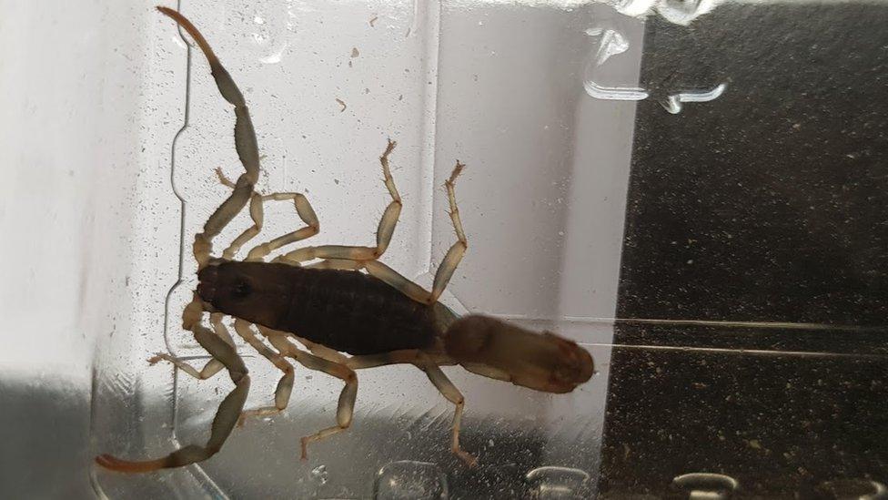 An olive thick tail scorpion