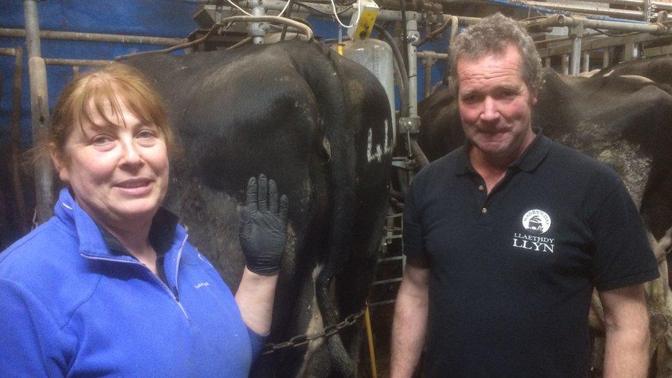 Milk producers Nia and Sion Jones with their cows