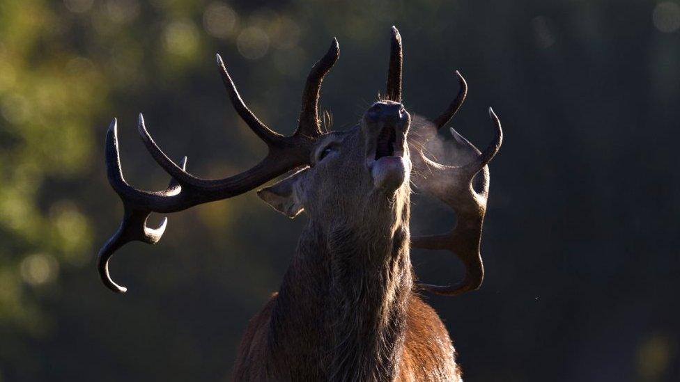 An antlered deer issues a call