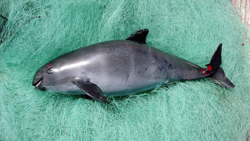 vaquita