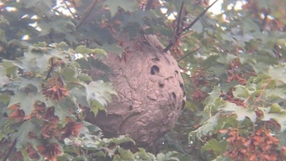 An Asian hornet nest in a back garden in Rayleigh