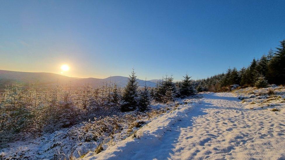 A snowy scene at a wood in the Sperrin mountains