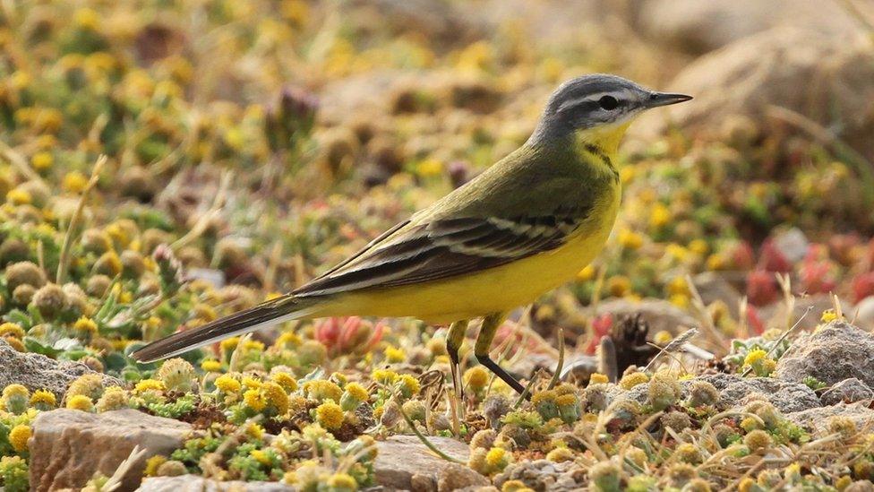 Yellow wagtail