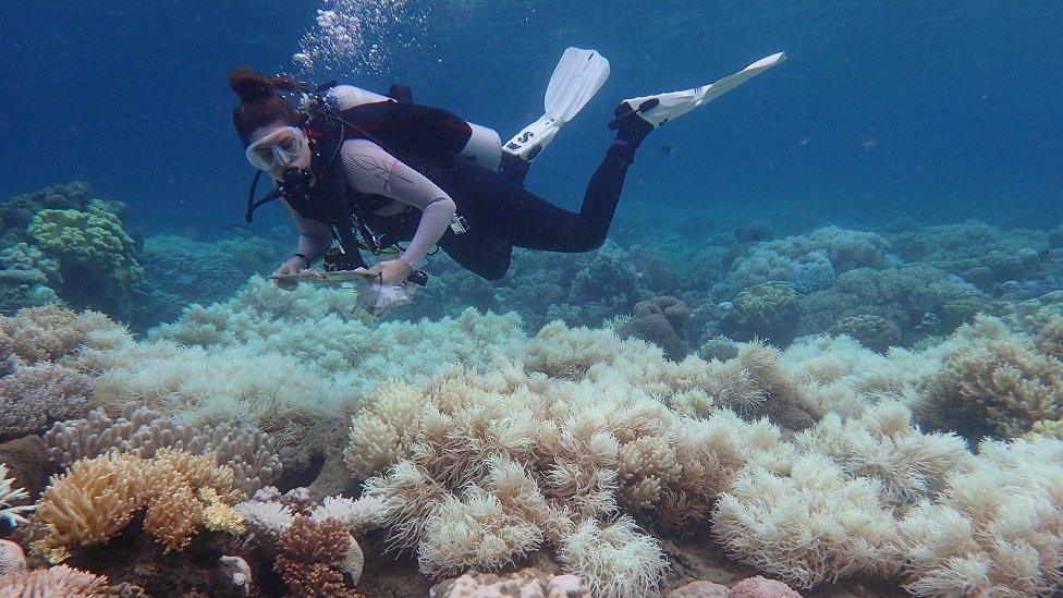 A diver inspects bleaching on the Great Barrier Reef