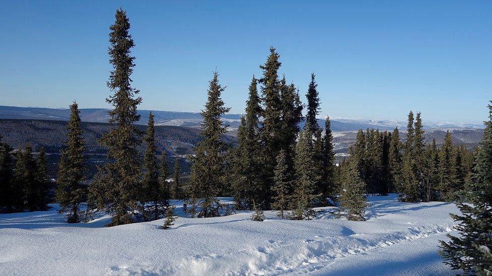 Black Spruce Trees, Fairbanks, Alaska, United States,