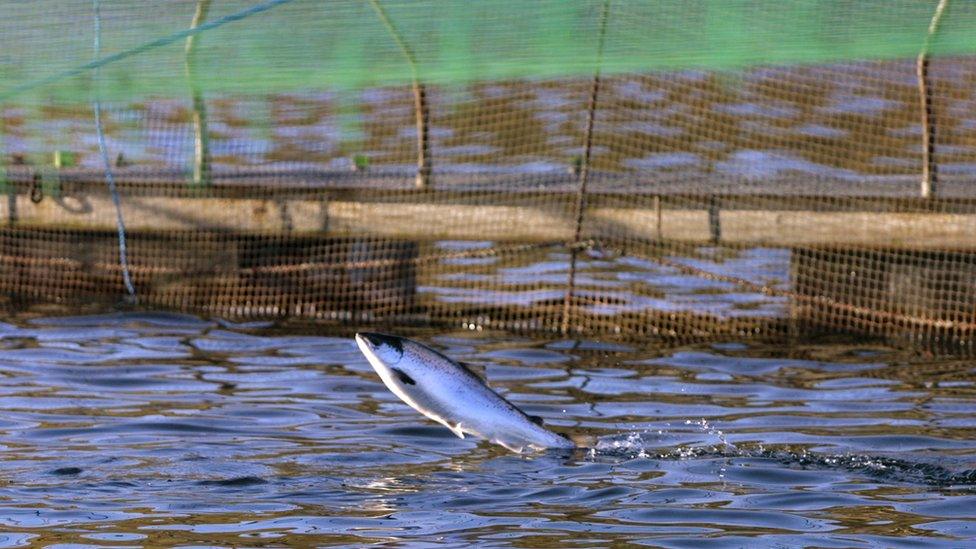 Salmon in a farm near Oban