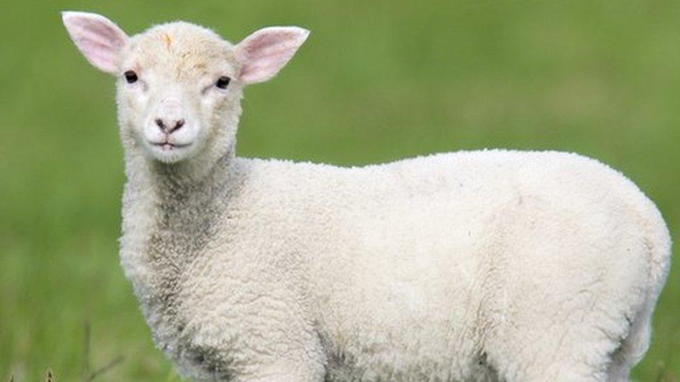 Generic lamb in a field