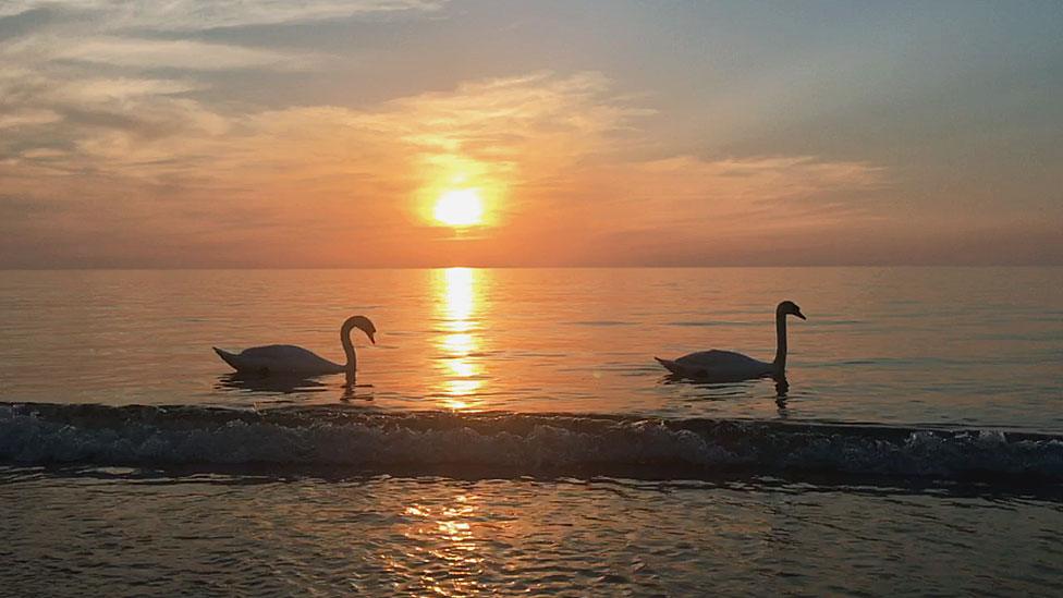 Swans in Crimea