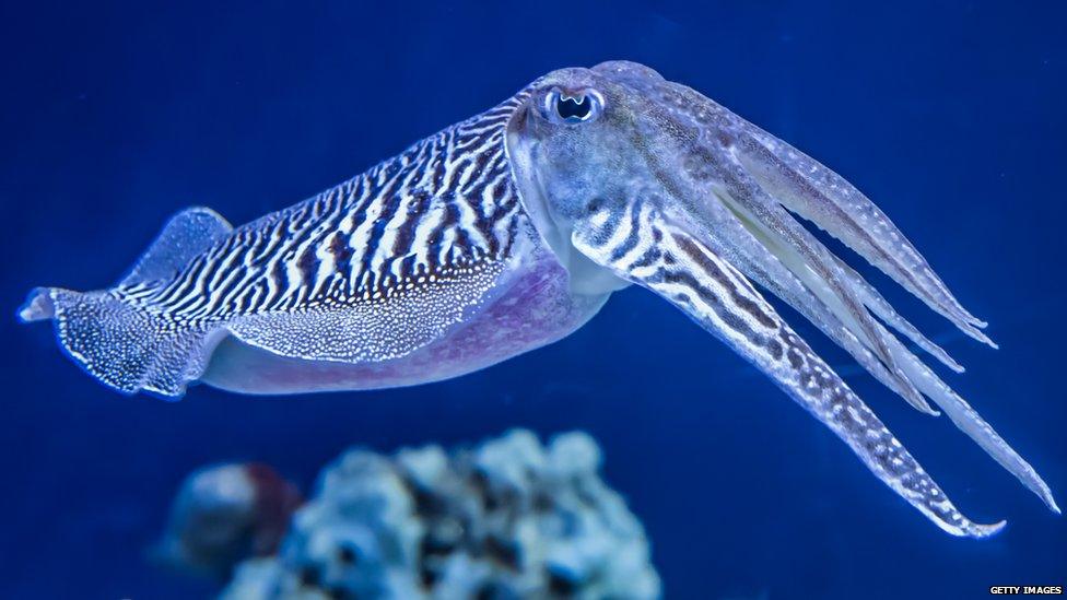 An-image-of-a-cuttlefish-underwater.