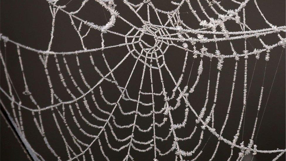 An icy spider's web