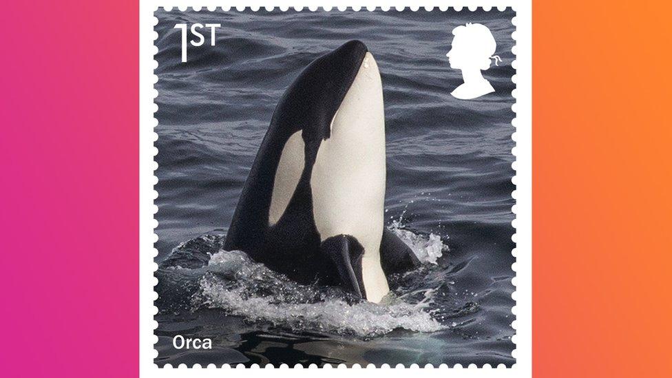 orca