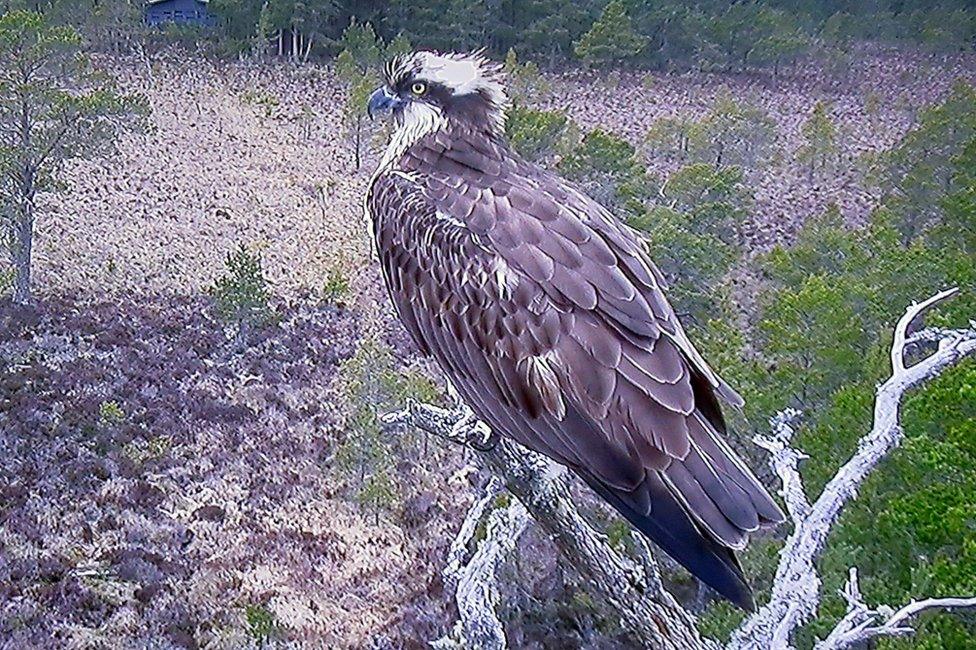 Female osprey EJ at Loch Garten