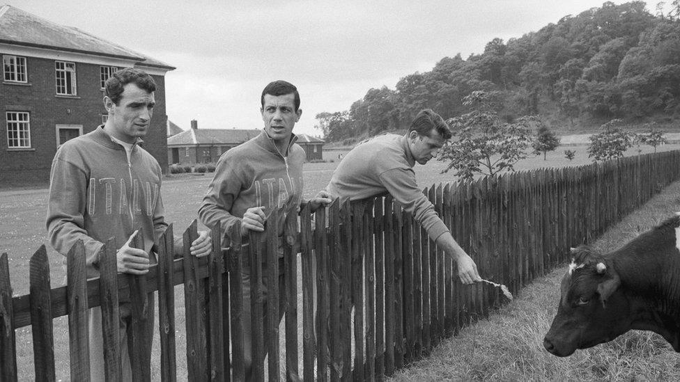 Members of the Italian 1966 World Cup squad feed a cow during a break from training in north east England on 1 July 1966