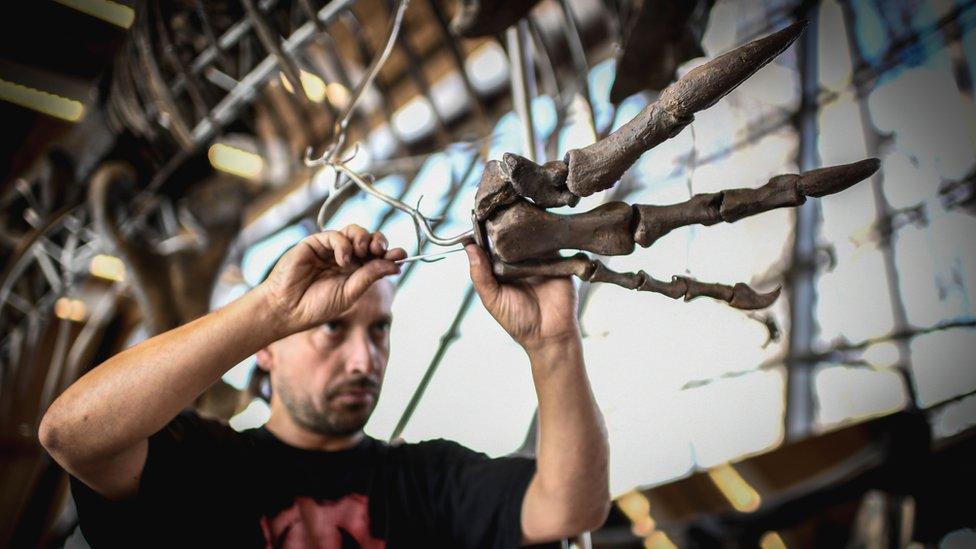 A close up of a skeleton of a carnivorous dinosaur on display at the first floor of the Eiffel Tower in Paris, 2 June 2018