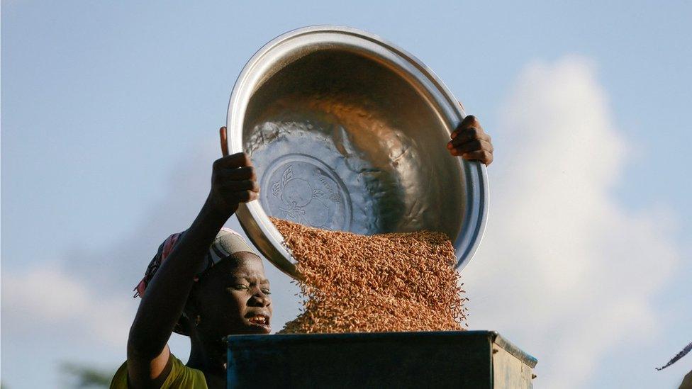 girl-pouring-rice.