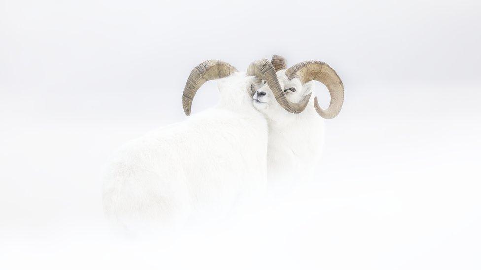 north-american-mountain-sheep-push-each-other-in-snow.