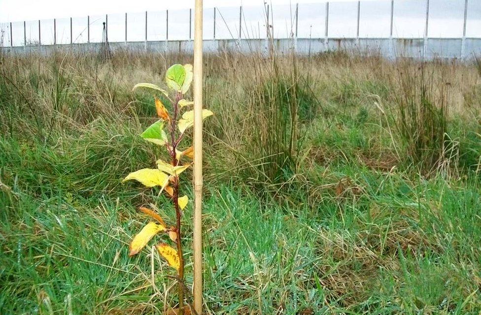 Sapling growing at HMP Haverigg