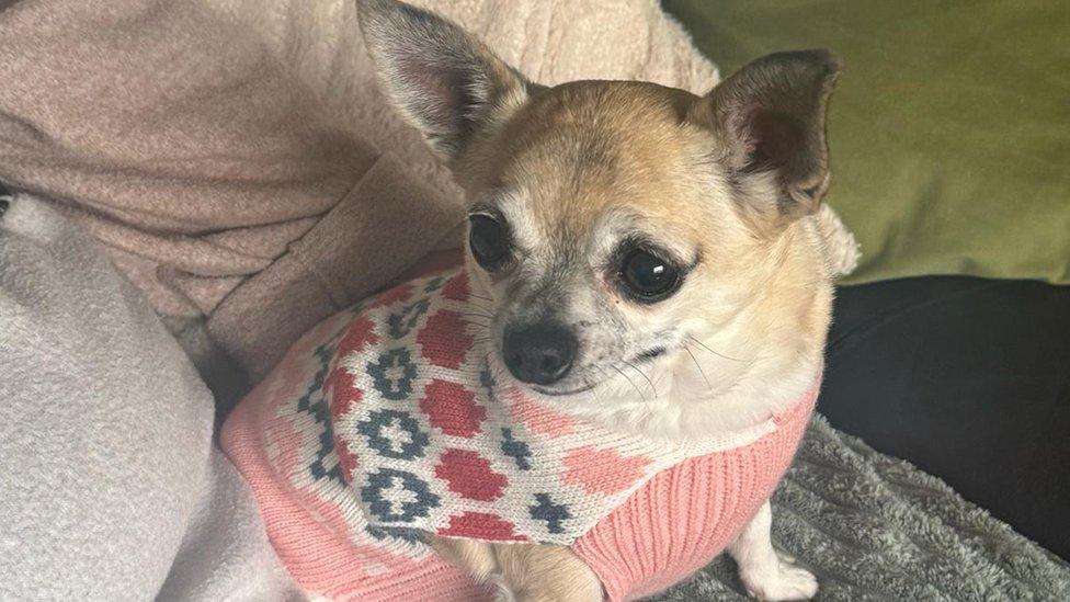 Lady the Chihuahua wearing a little jumper