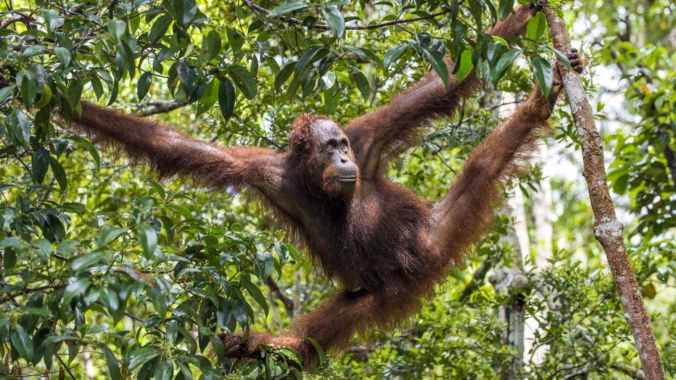 A Bornean orangutan