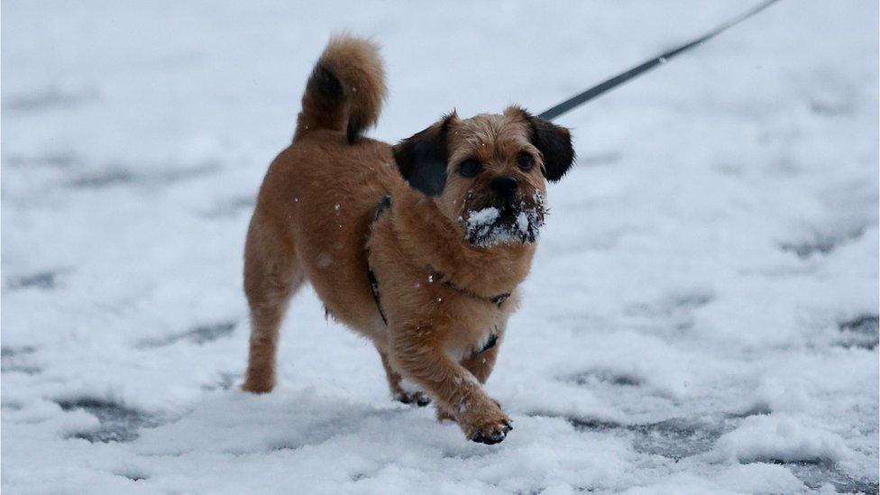 A dog goes for a walk n the snow in Bristol