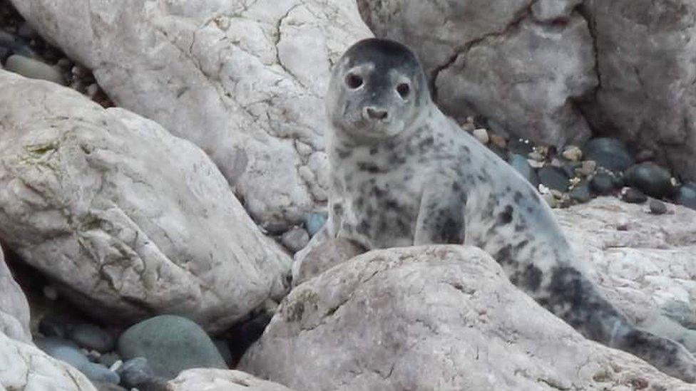 A baby seal at Angel Bay, Little Orme