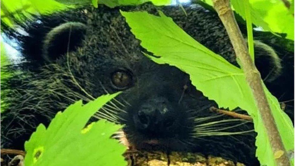 Dartmoor Zoo's Binturong