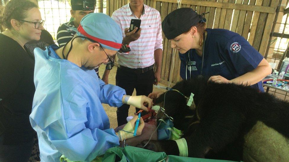 vets operating on a bear