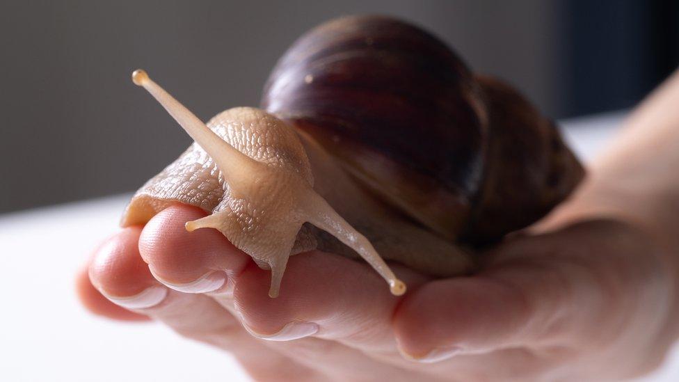 giant-snail-on-hand.