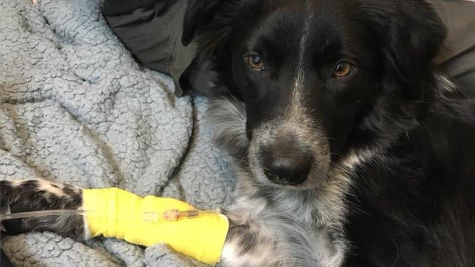 Milo, who is being treated for Alabama Rot after a walk in Cannock Chase