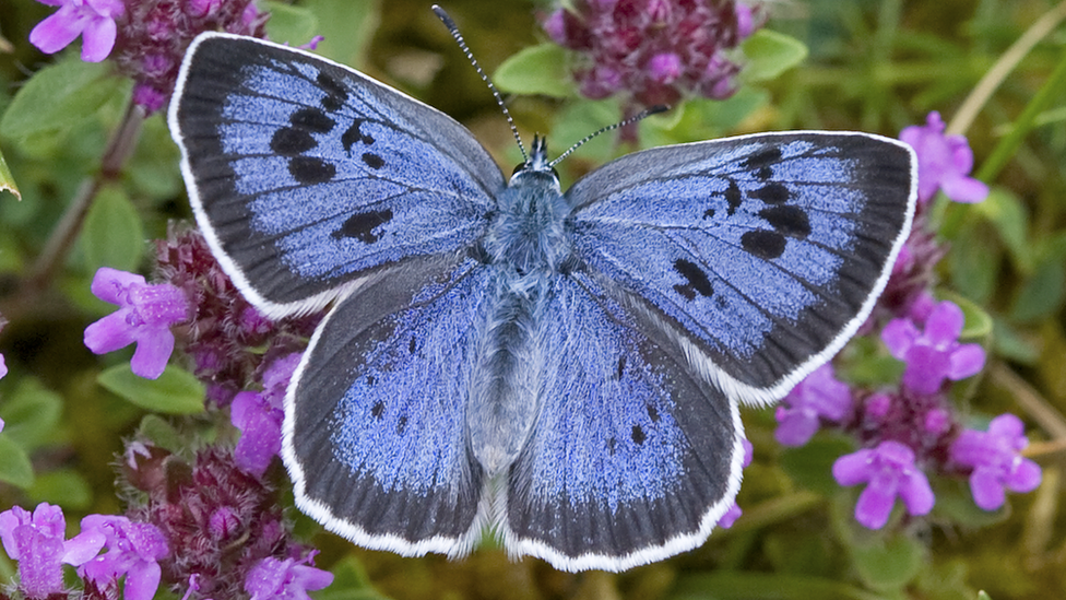 Large blue butterfly