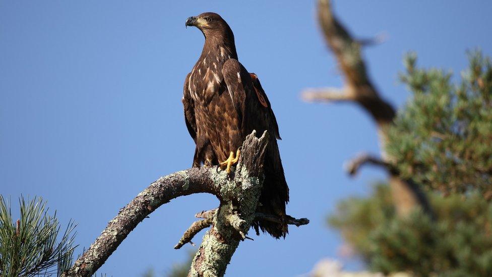 White-tailed eagle