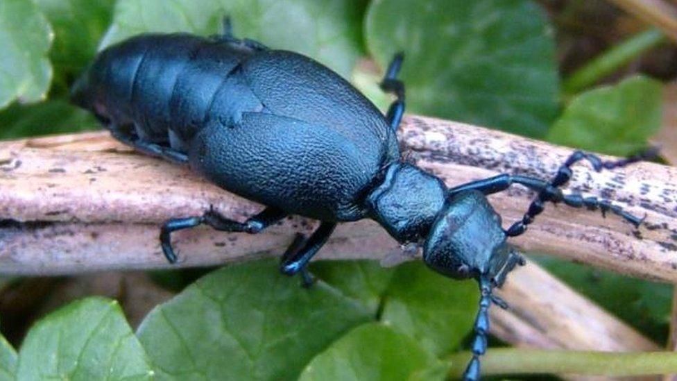 Violet Oil Beetle