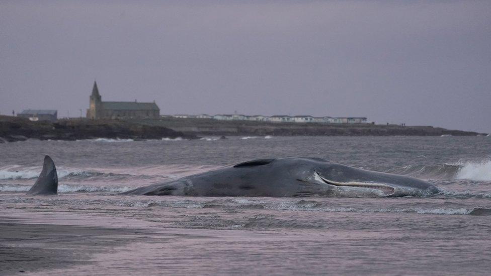 Dead whale on Northumberland shore