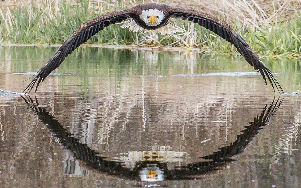 Bruce the bald eagle stares down photographer Steve Biro