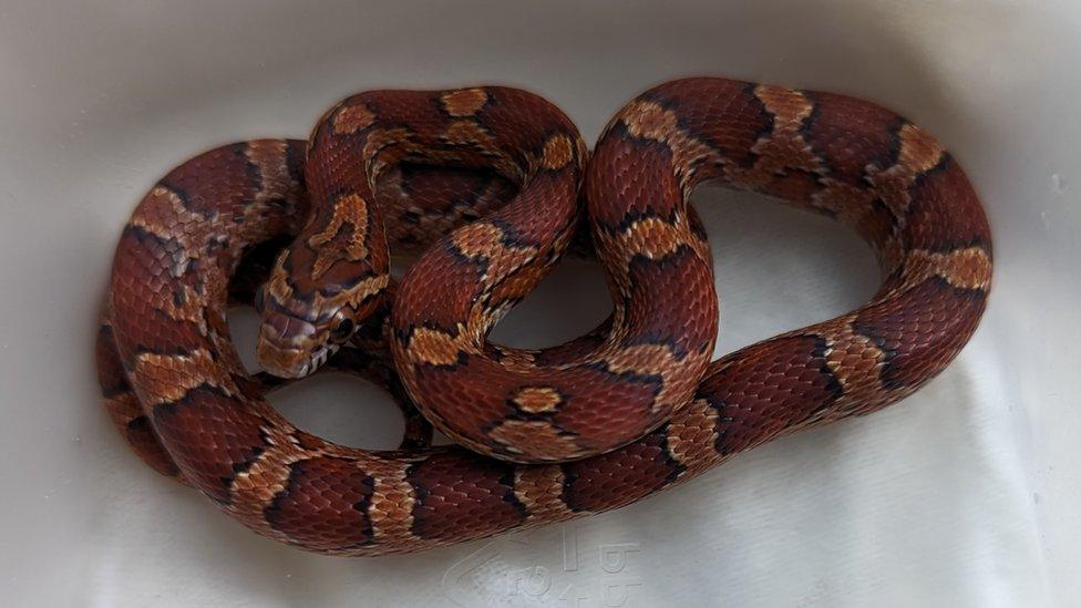 Corn snake