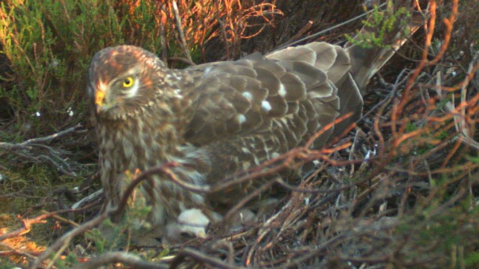 Hen harrier on nest