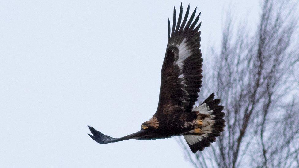 Golden Eagle