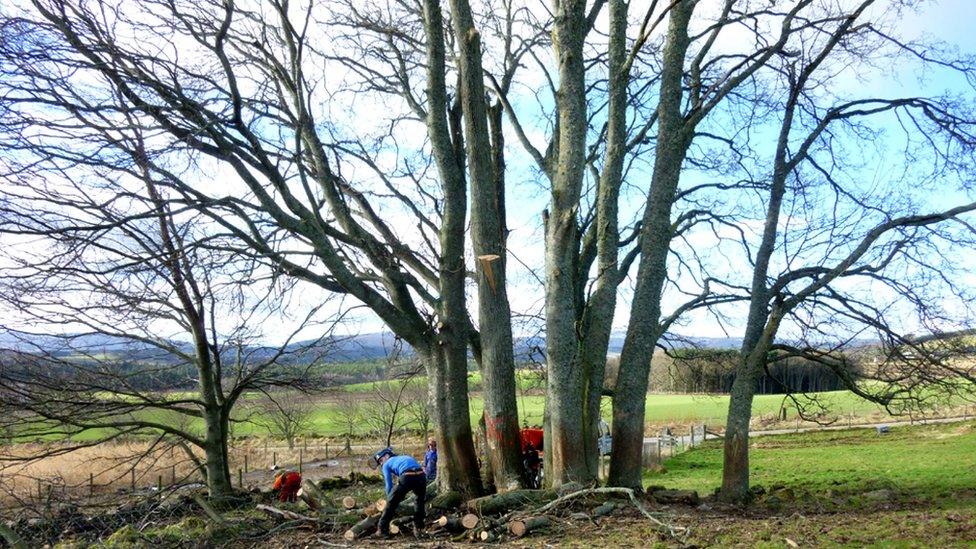 Trees being felled