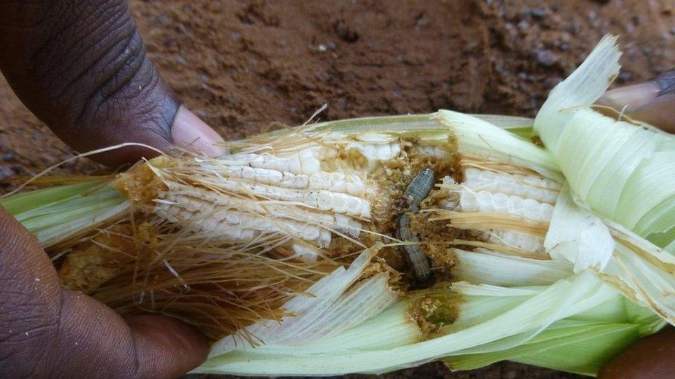 The army worm burrows into cobs