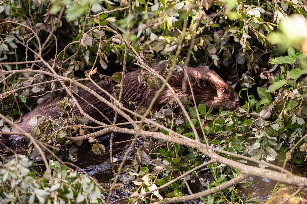 Beaver on Wallington Estate