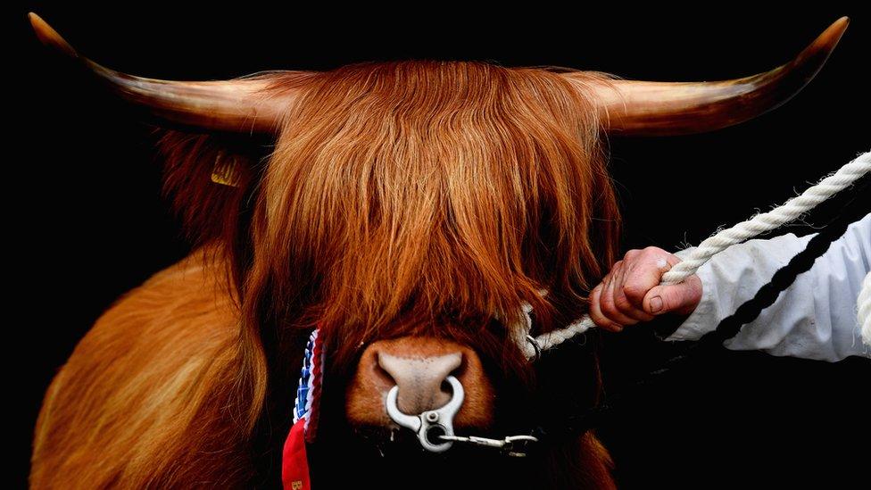 Oban cattle show