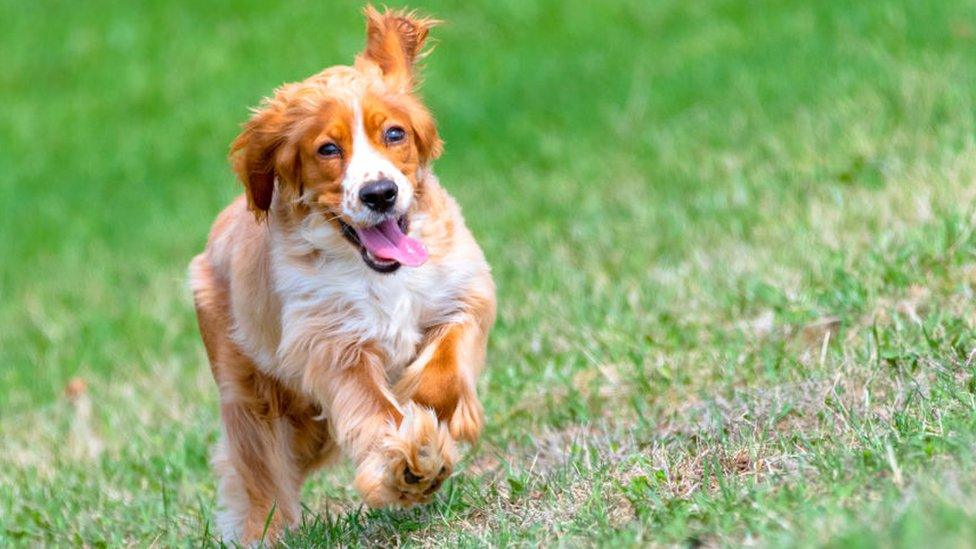 Cocker Spaniel dog or pet in a city public park with green grass during the springtim