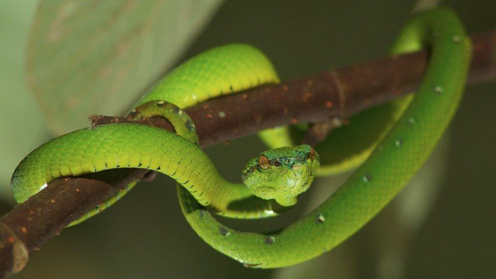 A juvenile pit viper