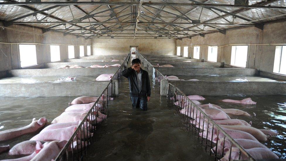 An employee wipes his eyes in the pig farm