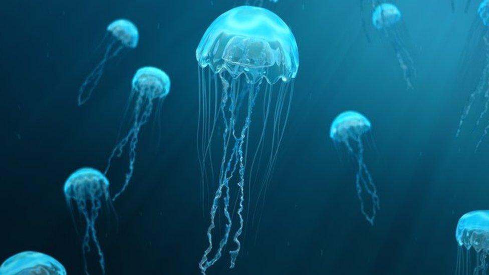 jellyfish